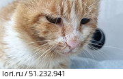 A close-up of a red and white cat. The animal looks tired and weak: its eyes are squinted, the fur on its face is unkempt and slightly damp, traces of discharge are visible near the eyes and on the nose. The cat is sitting on a white surface, probably indoors (possibly in a clinic or shelter). The atmosphere of the pictures conveys the fragility and vulnerability of the animal, causing empathy. Стоковое фото, фотограф Анна Кривицкая / Фотобанк Лори