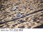Two black-headed gulls (Chroicocephalus ridibundus) on a sandy beach. The birds stand out against the golden sand with their white bodies, grey wings and distinctive dark brown heads. One gull with its red beak and bright red legs is clearly visible in the foreground, while the other bird is blurred in the background, creating an effect of depth and movement. Soft sunlight highlights the texture of the sand and soft shadows, giving the photo the atmosphere of a summer day. The image is ideal for illustrations on the themes of nature, wildlife, beach holidays and ecology. Стоковое фото, фотограф Анна Кривицкая / Фотобанк Лори