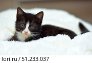 A charming black and white kitten with a pink nose and white chest lies on a white fluffy blanket and looks up with interest and slight dreaminess. Soft lighting emphasizes the texture of the fur and the expression on the face. A perfect shot for themes related to pets, coziness, warmth and care. Стоковое фото, фотограф Анна Кривицкая / Фотобанк Лори