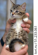 An adorable tabby kitten with a white chest and paws is being held in a person's arms. The little one is looking straight at the camera with an innocent and slightly surprised expression. The background is soft and blurry, which helps focus attention on the kitten. The scene is filled with warmth, care and coziness - a perfect image for themes related to pets, care and shelters. Стоковое фото, фотограф Анна Кривицкая / Фотобанк Лори
