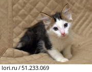 A cute fluffy kitten with a white muzzle and dark back sits on a beige quilted blanket and looks attentively at the camera. His ears are alert, and his expressive eyes give the image a slightly thoughtful, touching expression. The soft background emphasizes the cozy home atmosphere. This shot is perfect for topics related to care, shelters, pets and kindness. Стоковое фото, фотограф Анна Кривицкая / Фотобанк Лори