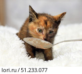 A small tortoiseshell kitten licks a spoon with food with interest, having settled down on a soft white blanket. His gaze is focused and slightly wary, and his face is dirty with food, which makes the scene especially touching. The background is neutral, not distracting from the main character. The photo conveys care, the process of feeding and the importance of attention to the smallest and most vulnerable pets. Стоковое фото, фотограф Анна Кривицкая / Фотобанк Лори