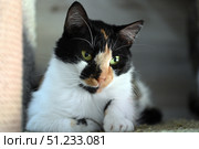 A beautiful tricolor cat with a white chest and paws, a black and red mask on the muzzle. The animal lies with its front paws crossed and looks to the side, creating a feeling of thoughtfulness and peace. The cat has expressive green eyes, and the soft out-of-focus background emphasizes its elegance and calm. The perfect photo for the topics: pets, feline grace, comfort, animals in the house, animal care and shelters. Стоковое фото, фотограф Анна Кривицкая / Фотобанк Лори
