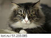 A close-up of a fluffy tabby cat with a white chest and expressive green eyes. The animal is lying calmly on the floor, its front paws are neatly folded. The background is blurred, which emphasizes the attention to the muzzle. The lighting is soft, creating a cozy and homely atmosphere. Ideal for themes about pets, coziness, caring for animals and love for cats. Стоковое фото, фотограф Анна Кривицкая / Фотобанк Лори