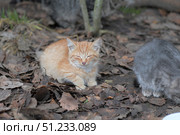 A ginger kitten with closed eyes is nestled among fallen autumn leaves, as if dozing for a moment. A gray kitten can be seen nearby, leaning towards a bowl. The atmosphere of the scene conveys street life, vulnerability and touching tenderness of homeless animals looking for peace and food. A great image for themes related to animal care, shelters and compassion. Стоковое фото, фотограф Анна Кривицкая / Фотобанк Лори