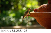 Small bird drinking water perched on a fountain in a garden. Стоковое фото, фотограф David Kashakhi / Фотобанк Лори
