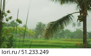 Palm trees and small hut in misty green rice fields during rainy morning in Bali. Стоковое видео, видеограф Ольга Сухарева / Фотобанк Лори