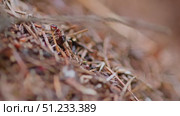 Large anthill is filmed in close-up. Стоковое видео, видеограф Артем Шадрин / Фотобанк Лори