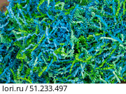 Colorful Paper Shredded for Gift Box Filling. Стоковое фото, фотограф Дмитрий Коростылев / Фотобанк Лори