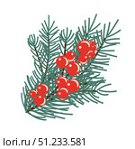 Christmas Сomposition with Christmas tree Branch and Red Berries. Vector Illustration. Print Conifer branches with Rowan Berry Fruit and. Winter New Year Clipart isolated on white. Стоковая иллюстрация, иллюстратор Tosunyan Lusine / Фотобанк Лори