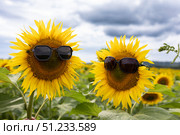 Sunflowers Wearing Sunglasses Enjoy a Bright Day in a Vibrant Field of Blooms. Стоковое фото, фотограф Ольга Коваленко / Фотобанк Лори