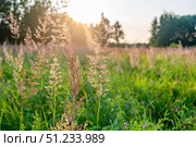 Sunlit Meadow Grasses in a Tranquil Landscape. Стоковое фото, фотограф Дмитрий Брусков / Фотобанк Лори