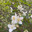 Цветы жасмина (Jasminum) Стоковое фото, фотограф Мария Кылосова / Фотобанк Лори