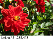 Vibrant Red Dahlia Flower in Full Bloom with a Busy Bee Collecting Nectar on a Bright Sunny Day, Surrounded by Lush Green Foliage. Стоковое фото, фотограф Владимир Федоров / Фотобанк Лори