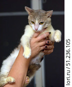 A cat with smooth fur of light gray and cream color. The animal is held in hands: human hands with well-groomed nails and manicure are visible. The cat has large yellow eyes, expressive ears and long white whiskers. Its fur has a smooth transition of shades - gray-beige on top to white and cream on the chest and paws. The tail is fluffy, darker compared to the body. The background is neutral dark, which emphasizes the attention on the animal. The photographs convey the character of the pet - a combination of alertness and calm, as well as the beauty of a domestic cat. Стоковое фото, фотограф Анна Кривицкая / Фотобанк Лори