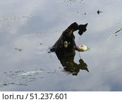 Нерукотворное творение природы из отмерших растений на воде. Стоковое фото, фотограф Евгений Будюкин / Фотобанк Лори