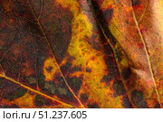 Close-up of bright autumn leaf showcasing vibrant colors and intricate textures in nature. Стоковое фото, фотограф Наталья Семкина / Фотобанк Лори
