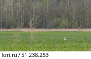 Great White Heron Taking Off from Green Field on Sunny Spring Day - Ardea alba. Стоковое видео, видеограф Dzmitry Astapkovich / Фотобанк Лори