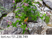 An orange butterfly gracefully resting on a wildflowers. Стоковое фото, фотограф EugeneSergeev / Фотобанк Лори