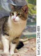 A domestic cat with a white and brown coat and expressive yellow eyes. The animal poses against the backdrop of a decorative landscape depicting rocks and a waterfall. The pictures clearly show that the cat is well-groomed, with soft fur and a neat muzzle. The light is soft, warm, emphasizing the texture of the fur and the depth of the gaze. The cat is in a sitting position, with a wary but calm expression on its face. These photos are perfect for use in zoological materials, articles on the maintenance and care of pets, as well as for illustrations on stock sites. Стоковое фото, фотограф Анна Кривицкая / Фотобанк Лори