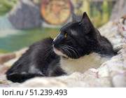 A black and white cat with expressive yellow eyes. The animal lies on a light soft blanket, creating a cozy home background. The black fur contrasts with the white chest and white markings on the muzzle. The cat looks wary and thoughtful, his poses are calm, but his gaze is filled with attentiveness. In the background is a blurred drawing with a natural landscape, which gives the pictures artistic depth. The photographs convey the character of the animal, its independence and hidden tenderness. Стоковое фото, фотограф Анна Кривицкая / Фотобанк Лори