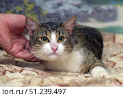 A domestic cat with a striped coat and a white chest, lying on a soft blanket. The cat looks straight at the camera and to the side, creating different expressive images - from wary to relaxed. The animal looks well-groomed, its fur is neat and shiny. In the background, you can see a soft blurry background with elements of nature - rocks, greenery and a waterfall, which creates an atmosphere of coziness and harmony. In the frame, you can also see a person's hand, which is gently stroking the cat, emphasizing the trust and contact between the pet and the person. These photos are perfect for illustrations related to pets, pet care, veterinary medicine or the theme of kind stories about saving animals. Стоковое фото, фотограф Анна Кривицкая / Фотобанк Лори
