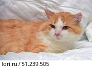 A red and white long-haired cat, comfortably located on a white blanket background. The animal has soft, lush fur with red and cream shades, a muzzle with expressive eyes and a white nose. The cat looks calm, slightly thoughtful, creating an atmosphere of coziness and home warmth. This frame is perfect for use in projects related to animal care, veterinary medicine, animal protection, pets, coziness and family comfort. Стоковое фото, фотограф Анна Кривицкая / Фотобанк Лори