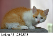 A cute ginger and white kitten sitting and lying on a soft surface against a pink wall. The baby has fluffy fur with bright ginger spots on its back and head, and its muzzle, chest and paws are painted white. Its ears are large and pink inside, its eyes are expressive and curious, with a lively childish look. The kitten looks healthy, well-groomed and touching, perfect for illustrations about pets, care, warmth and comfort. Стоковое фото, фотограф Анна Кривицкая / Фотобанк Лори