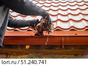 A man wearing gloves clears a roof gutter, removing fallen leaves to prevent a clog. Стоковое фото, фотограф Коханова Наталья / Фотобанк Лори