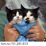 Two black and white cats, held in hands, carefully wrapped in a blue towel. Both cats have similar coloring with white muzzles and black areas on the head and ears, but one of them has a characteristic dark spot near the nose, which gives the picture individuality. The animals look straight at the camera, creating a touching and funny shot. The picture conveys an atmosphere of care, tenderness and home comfort. Suitable for use in materials related to pets, veterinary medicine, animal shelters, as well as in advertising projects dedicated to care and love for pets. Стоковое фото, фотограф Анна Кривицкая / Фотобанк Лори