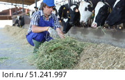 Man farmer takes armful of straw from pile and gives it to cows. Стоковое видео, видеограф Яков Филимонов / Фотобанк Лори