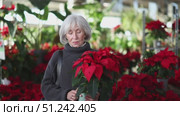 Mature woman in a knitted sweater chooses pots with a Poinsettia plant. Visitor to a garden store chooses plants for a cottage. Стоковое видео, видеограф Яков Филимонов / Фотобанк Лори