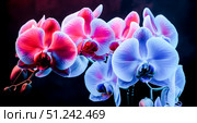 Abstract futuristic background with glowing neon orchid flowers on black, vibrant pink and blue phalaenopsis blossom for modern technology or virtual reality concept. Стоковое AI-изображение, AI-художник Павел Муравьев / Фотобанк Лори
