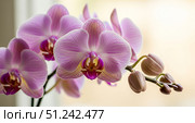 Wellness spa background with beautiful pink orchid flowers in soft light, elegant phalaenopsis blossom branch for home decor or peaceful meditation and relaxation concept. Стоковое AI-изображение, AI-художник Павел Муравьев / Фотобанк Лори