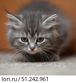 Котёнок на коричневом фоне смотрит в камеру фотографа. Стоковое AI-изображение, AI-художник Руслан Лесков / Фотобанк Лори