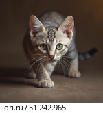 Котёнок на коричневом фоне смотрит в камеру фотографа. Стоковое AI-изображение, AI-художник Руслан Лесков / Фотобанк Лори
