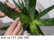 Hands Gently Inspecting the Leaves of an Aloe Vera Plant in a Well-Lit Indoor Space. Стоковое фото, фотограф Ольга Коваленко / Фотобанк Лори
