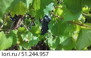 Ripe bunch of grapes. Dark blue grapes on a branch. Ripe grapes ready for harvesting. Стоковое видео, видеограф Наталия Попова / Фотобанк Лори