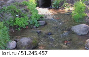 Stream flows through lush greenery and rocks, creating serene natural scene. Water gently cascades from pipe, surrounded by moss-covered stones and vibrant plants. Стоковое видео, видеограф Алла Чесноковва / Фотобанк Лори