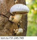 Чешуйчатка разрушающая (Pholiota populnea) или тополёвая на стволе дерева. Несъедобный гриб произрастающий в Западной Сибири. Стоковое фото, фотограф Евгений Мухортов / Фотобанк Лори