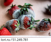 Rotten Strawberries with Mold: A Close-Up View. Стоковое фото, фотограф Sergakoff / Фотобанк Лори