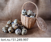 Fresh Quail Eggs in a Woven Basket Display. Стоковое фото, фотограф Sergakoff / Фотобанк Лори