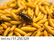 Close Up Of A Black Soldier Fly Larva Among A Cluster Of Yellow Larvae. Generative AI. Стоковое AI-изображение, AI-художник Roman Zavorotny / Фотобанк Лори