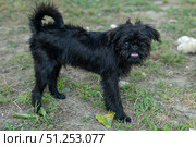 Puppy belgian griffon dog stands on the grass and looks at the camera. Стоковое фото, фотограф Васильева Юлия / Фотобанк Лори