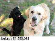 Golden Retriever and Belgian Griffon Dog in the Park. Стоковое фото, фотограф Васильева Юлия / Фотобанк Лори