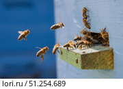 Honey bees fly near a beehive. Bees are best known to humans for their ecological roles as pollinators. Honey bees flying into wooden beehives. Стоковое фото, фотограф Андрей Армягов / Фотобанк Лори