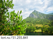 A southern plant. Mountain landscape. The highest mountain of the Pontic Mountain Range. Стоковое фото, фотограф Наталия Кирсанова / Фотобанк Лори
