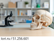 A Realistic Human Skull Model Displayed on a Table in a Laboratory Setting, Showcasing Anatomical Detail and Scientific Interest. Стоковое AI-изображение, AI-художник Башкирова Анна / Фотобанк Лори