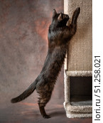 A black cat without a hind leg is playing merrily and jumping on a scratching post. Disabled cat. Стоковое фото, фотограф Дина Дамоцева / Фотобанк Лори