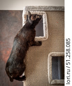 A black cat without a hind leg is playing merrily and jumping on a scratching post. Disabled cat. Стоковое фото, фотограф Дина Дамоцева / Фотобанк Лори